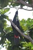 Red-tailed Black Cockatoo