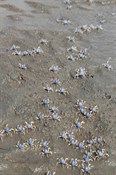 Soilder crabs at Bushlands Beach (Just before Sauders)