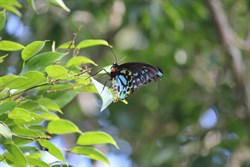 Cairns Birdwinged Butterfly