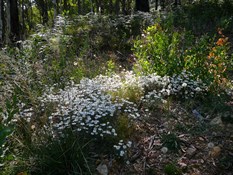 White Daisies just added to the beauty of the bush.
