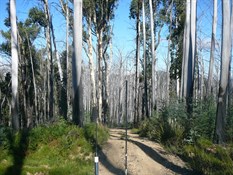 Evidence of Tall Timbers