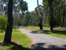 Manna Gum Picnic Area along the Buffalo River Rd.