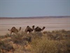 Camels