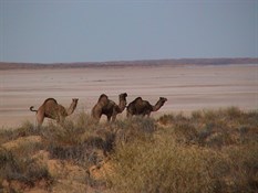 Camels