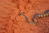 Woma Python on the Kiwirrkurra-Balgo Road