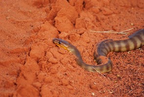 Woma Python on the Kiwirrkurra-Balgo Road