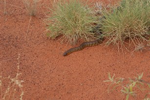 Moving out of the spinifex