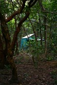 Oddy hidden in the rainforest