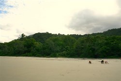 Rainforest meets the beach