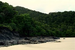 Jungle