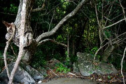 Beautiful pristine wilderness