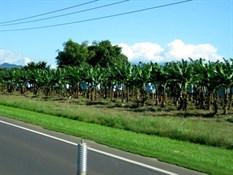 The roadworks drove us bananas!