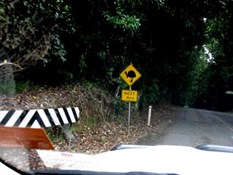 Watch out for cassowaries