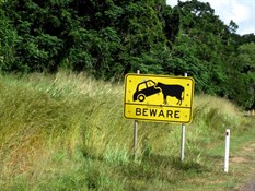Watch out for cows up here, they are big!