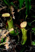 Carnivorous pitcher plants