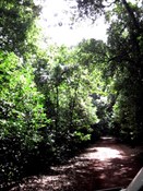 Jungle track