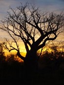 Sunset Boab