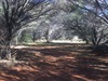 Well 7 - shady camping areas
