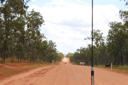 Cattle on the road
