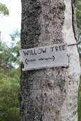 Willow Tree (Pajero Interuptus) - on the way to Gunshot 
