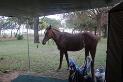 Morning visitor