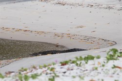 Croc at Chilli Beach