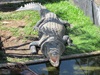 Croc!