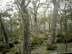 Into Ben Lomond NP