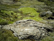 Lichen and moss along the walk to the summit