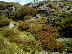 Alpine foliage