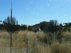 Spinnifex became a major feature of the track