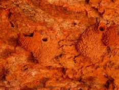Fairy Martin mud nests 