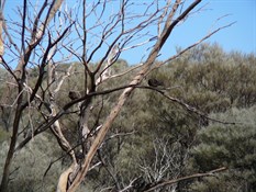Little Wood Swallows