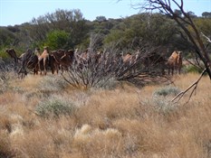 Herds of camels
