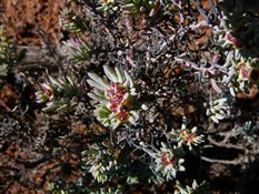 A small colourful succulent