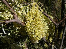 Desert Grevillia