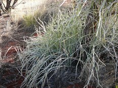 Ippsy Ippsy Plant
