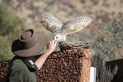 Desert Park bird of prey display