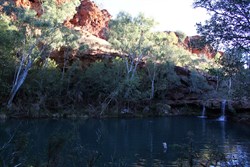 Fern Pool