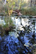 Oasis in the spinifex at Milstream Homestead