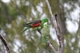 Red-winged Parrots along the way