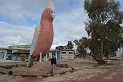 Janet & the Big Galah