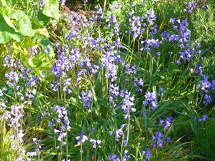 Bluebells