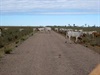 Bloody cows