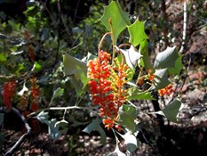 Grevillia