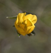 Unknown wildflower