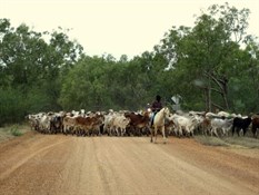 Aboriginal stockmen