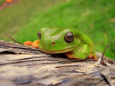 Our frog
