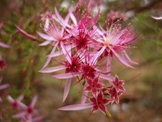 Wild flowers