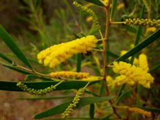 Wattle